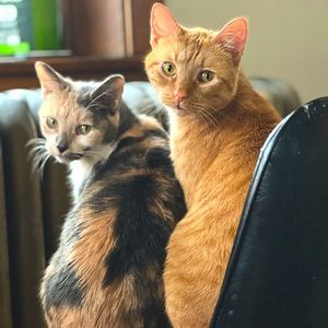 Meet your Posher, PBC88